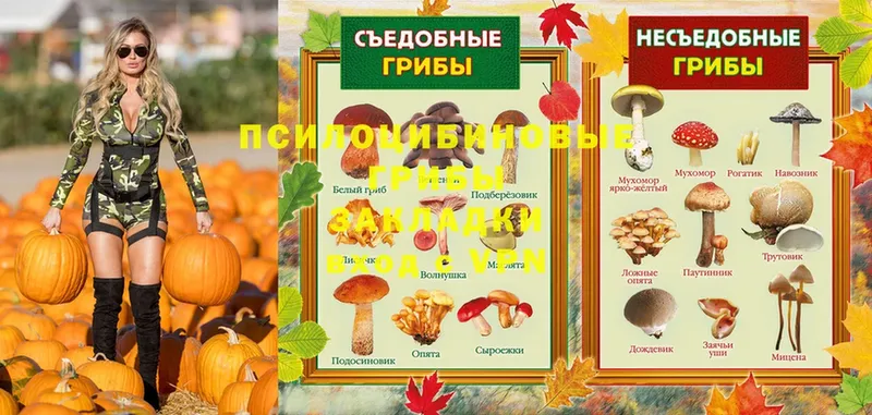 omg маркетплейс  наркошоп  shop состав  Галлюциногенные грибы Psilocybine cubensis  Кропоткин 